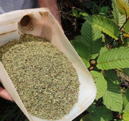 Top Kratom Strains for Natural Energy Boosts